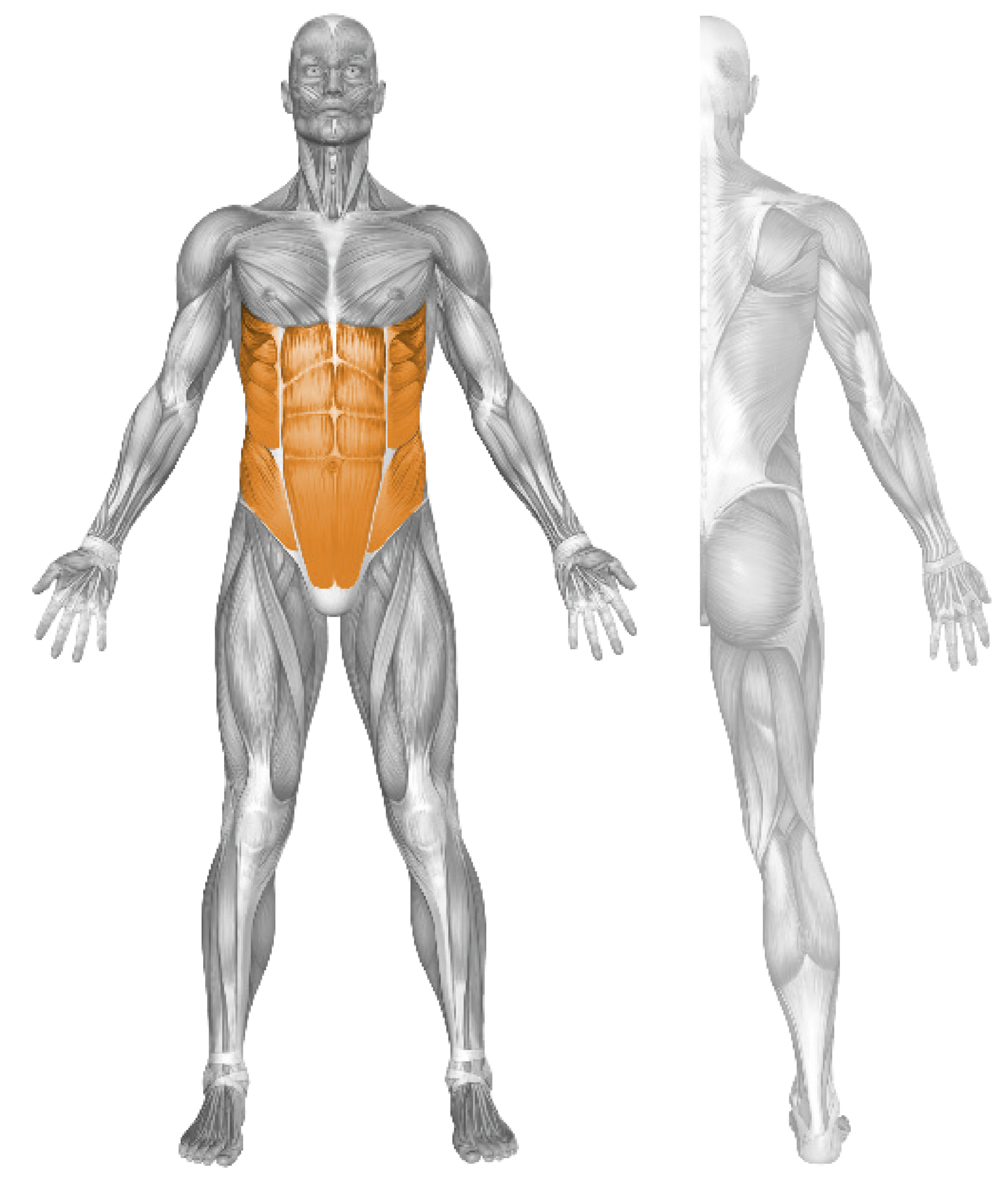 ABDOMINAL FLEXION