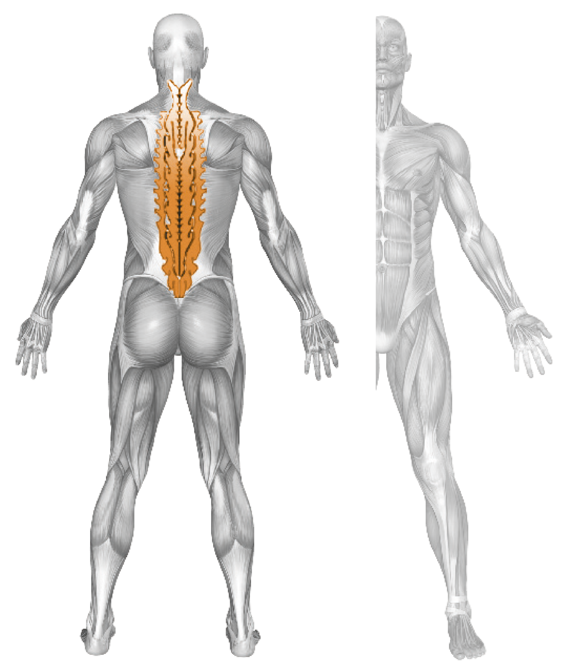 BACK EXTENSION