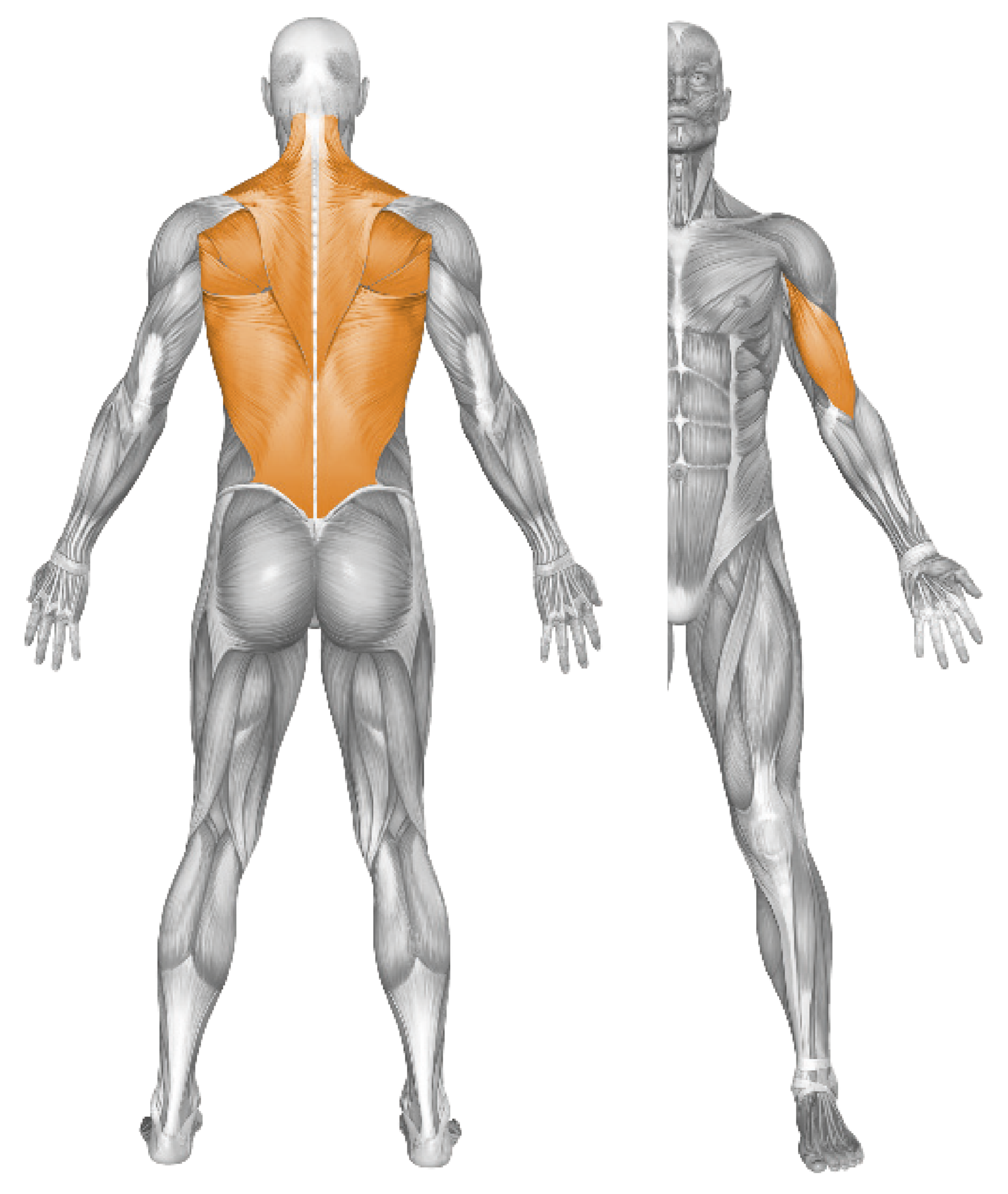 BACK PULL
