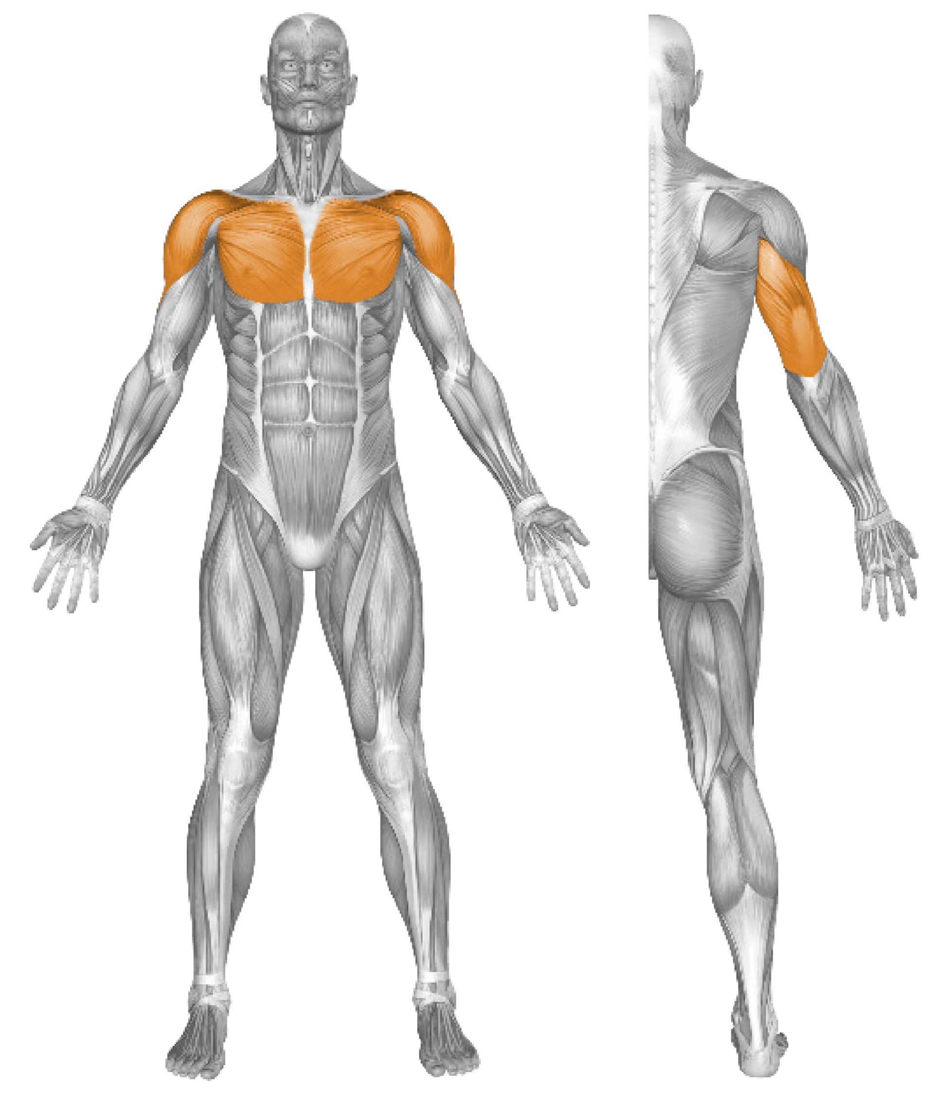 CHEST PRESS