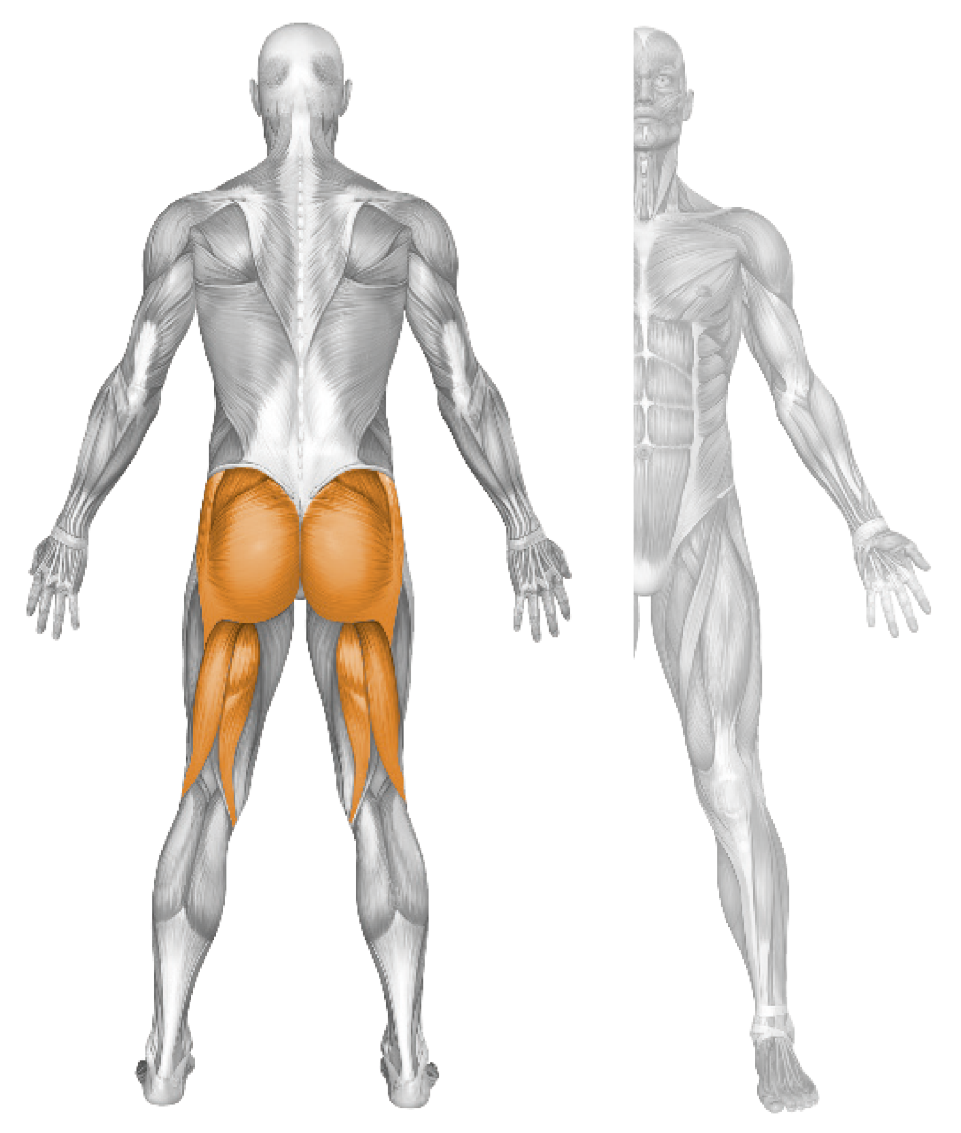HIP EXTENSION