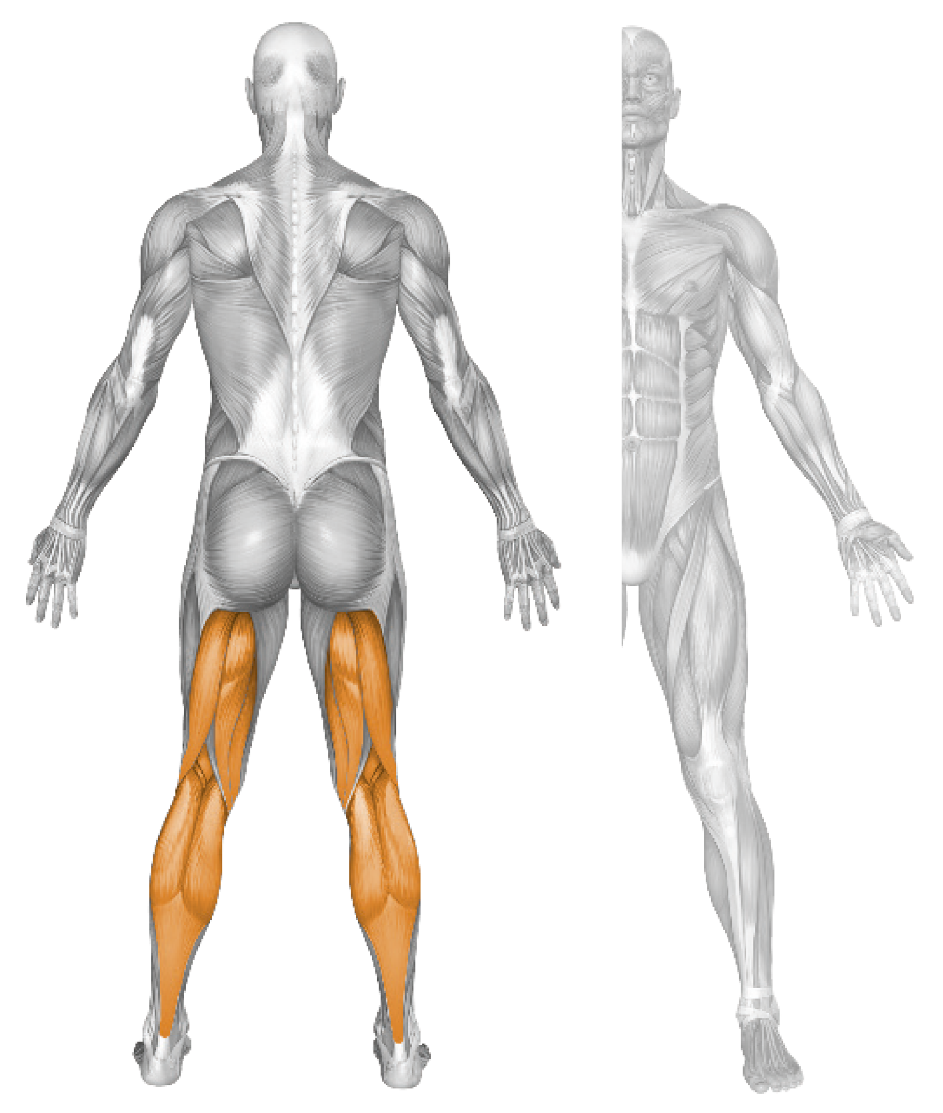 LEG FLEXION