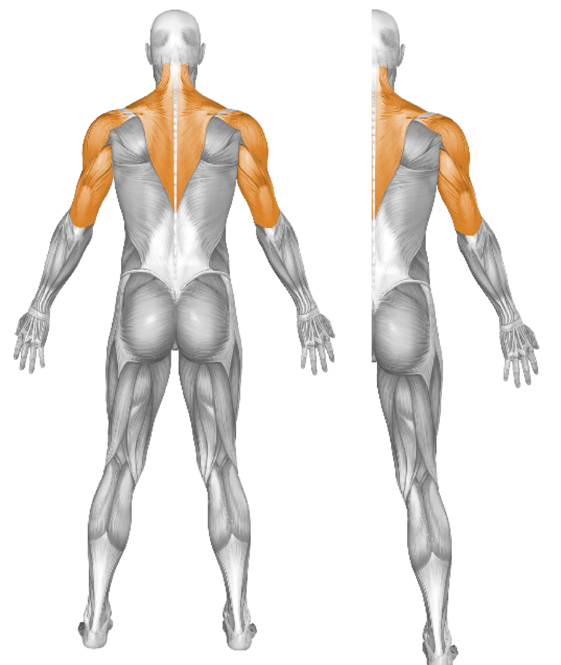 SHOULDER PRESS
